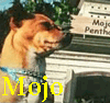 Mojo
