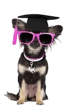 Graduation Chihuahua with cool glasses