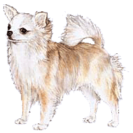 Chihuahua Long Coat