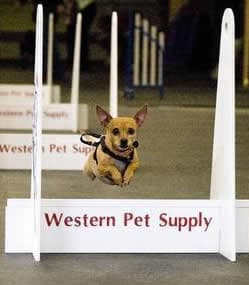 Chihuahua Fly Ball