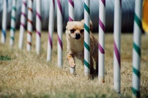 Max, AKC Top Dog Agility Chihuahua