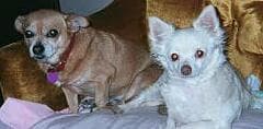 Bailey - adopted chihuahua