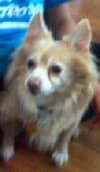 Buffy - adopted chihuahua
