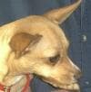 Chanel - adopted chihuahua