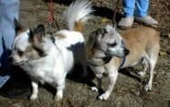 Chaun - adopted chihuahua