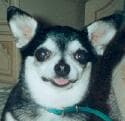 Gabby - adopted chihuahua