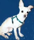Goldie - adopted chihuahua