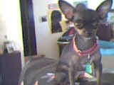 Isa - adopted chihuahua