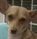 Jasper - adopted chihuahua