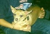 Kirby - adopted chihuahua