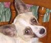 Libby - adopted chihuahua