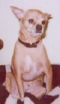 Linus - adopted chihuahua