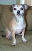 Luna - adopted chihuahua