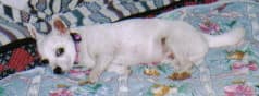 Markie - adopted chihuahua