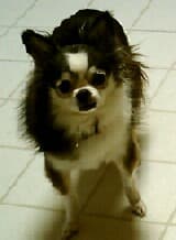 Muffin - adopted chihuahua