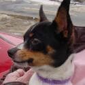 Patches - adopted chihuahua