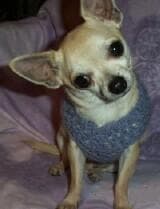 Pierre - adopted chihuahua