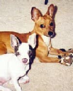Rico - adopted chihuahua