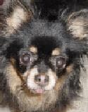 Starr - adopted chihuahua