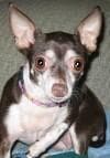 Tootsie - adopted chihuahua
