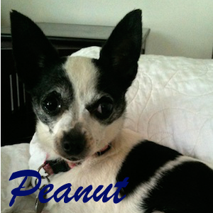 peanut