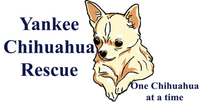 Yankee deals chihuahua rescue