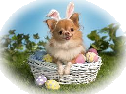 Easter Basket Chi