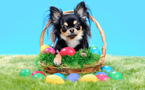 Easter Basket Chi