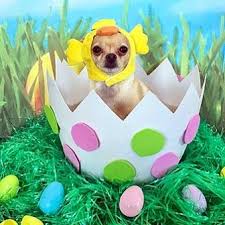Chicky Chi