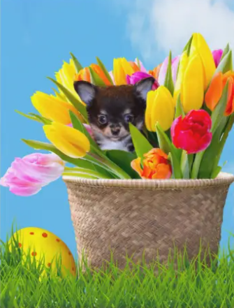 Spring Easter Flower Chi