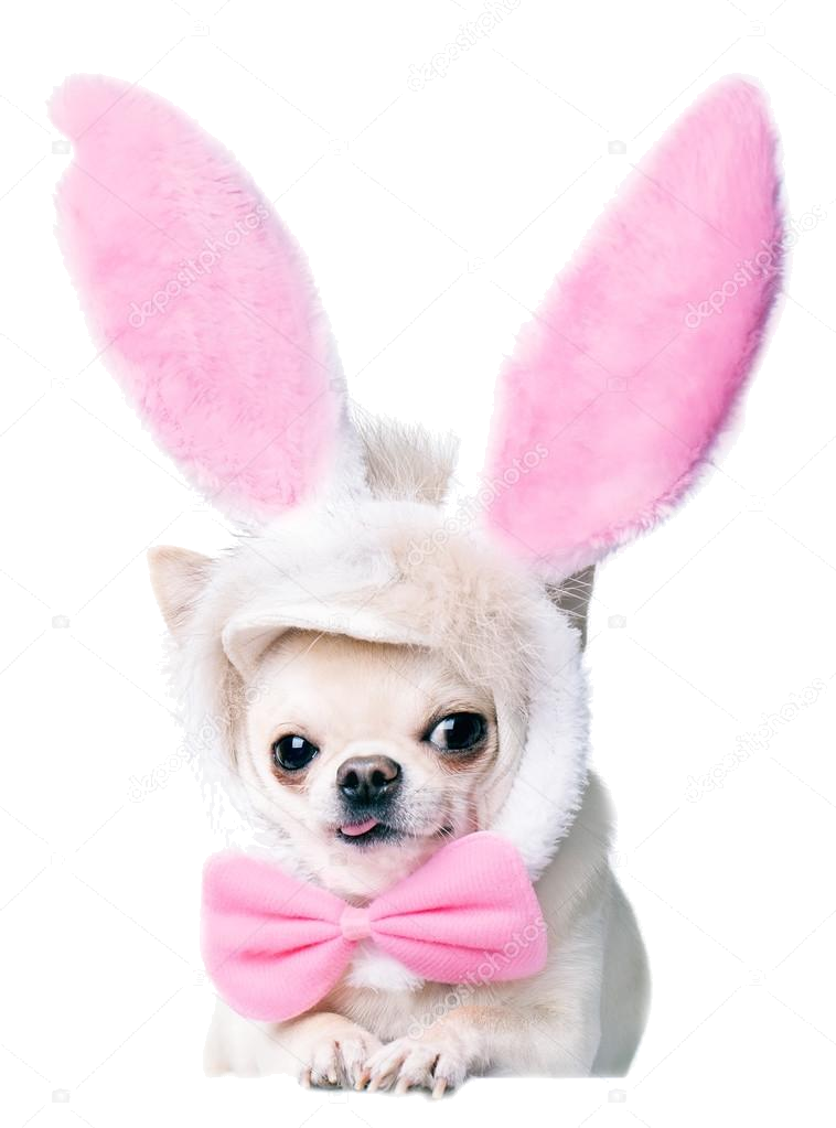 Chi Bunny