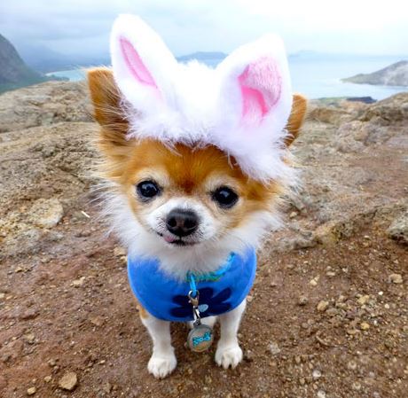 Chi Bunny
