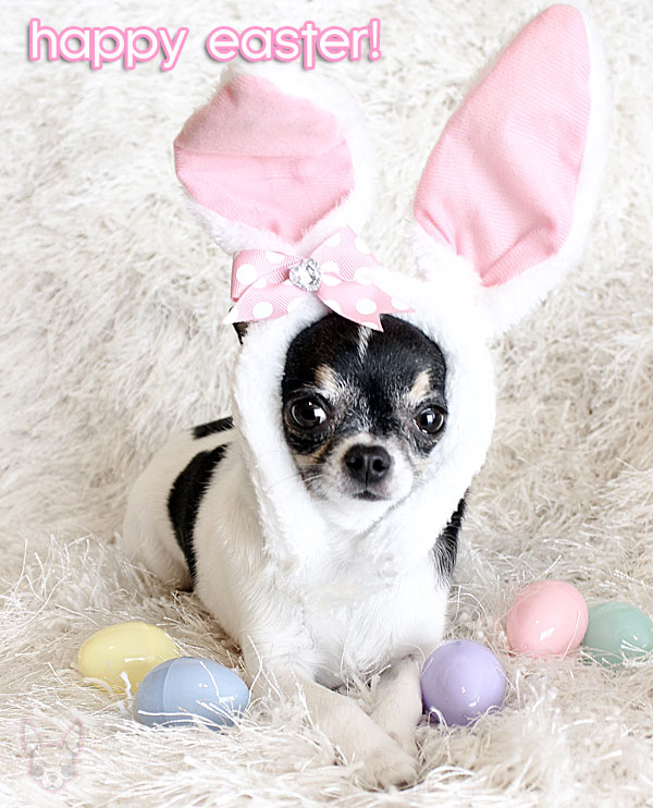 Bunny Ears Chi