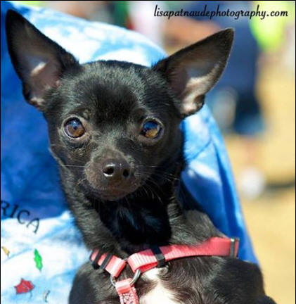 Yankee deals chihuahua rescue